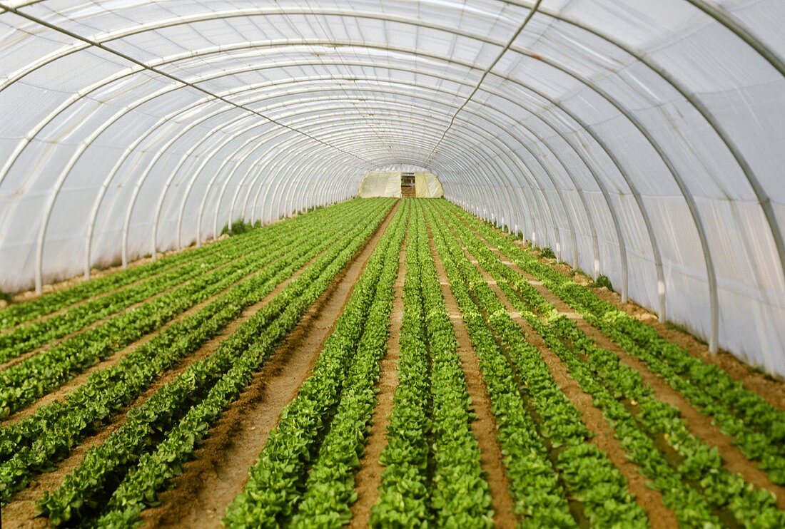 Growing lettuce in a greenhouse