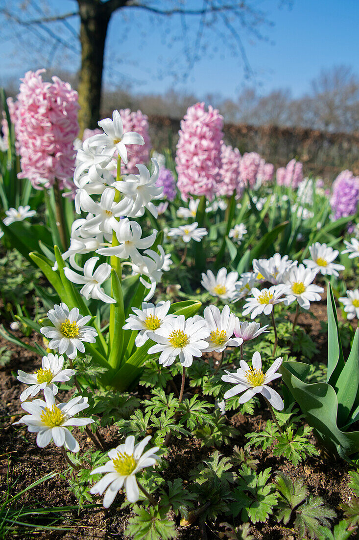 Gemischte Frühlingsblumen