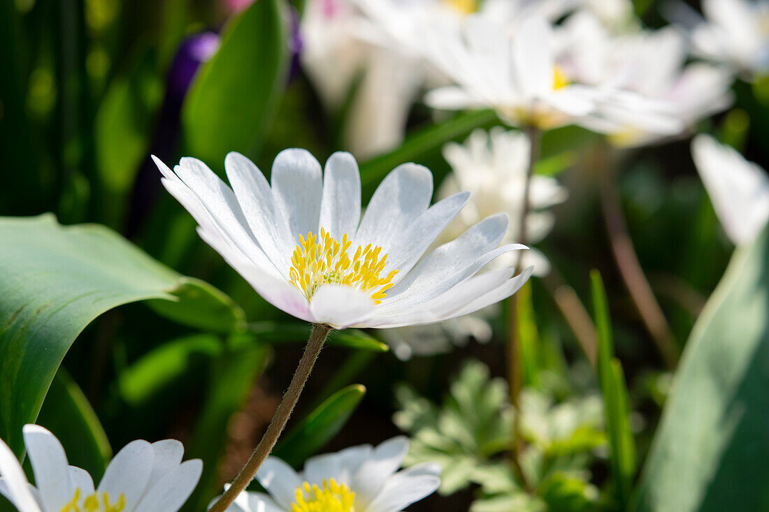 Anemone blanda White Splendour