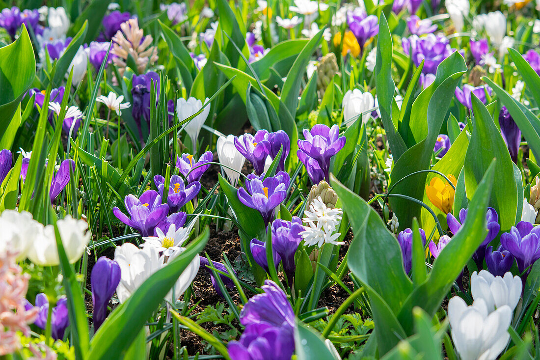 Gemischte Frühlingsblumen