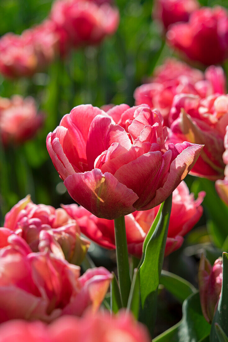 Tulipa Verona Sunrise