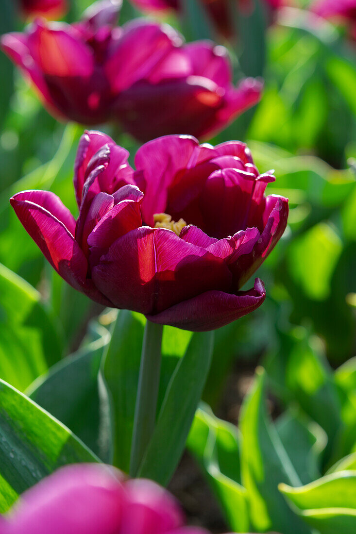 Tulpe (Tulipa) 'Alison Bradley'