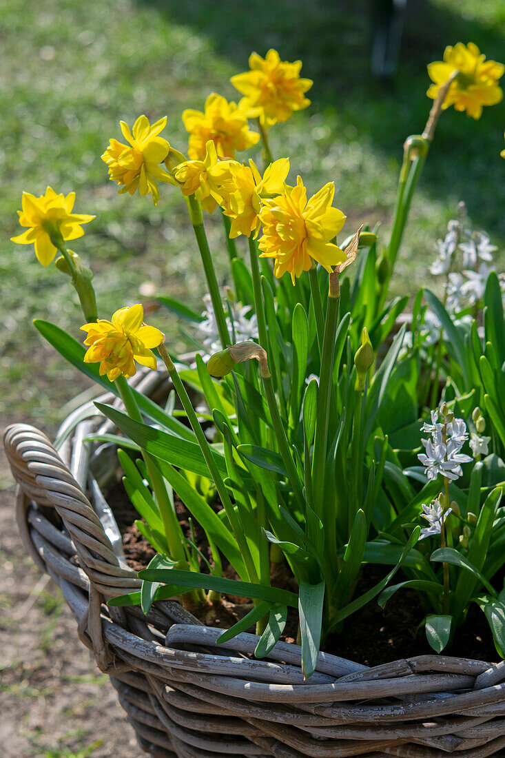 Narcissus Tete Boucle