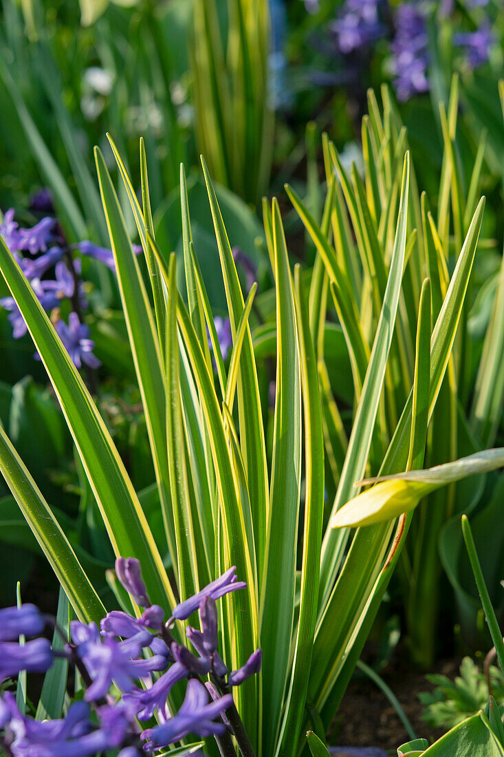 Camassia leichtlinii Sacajawea