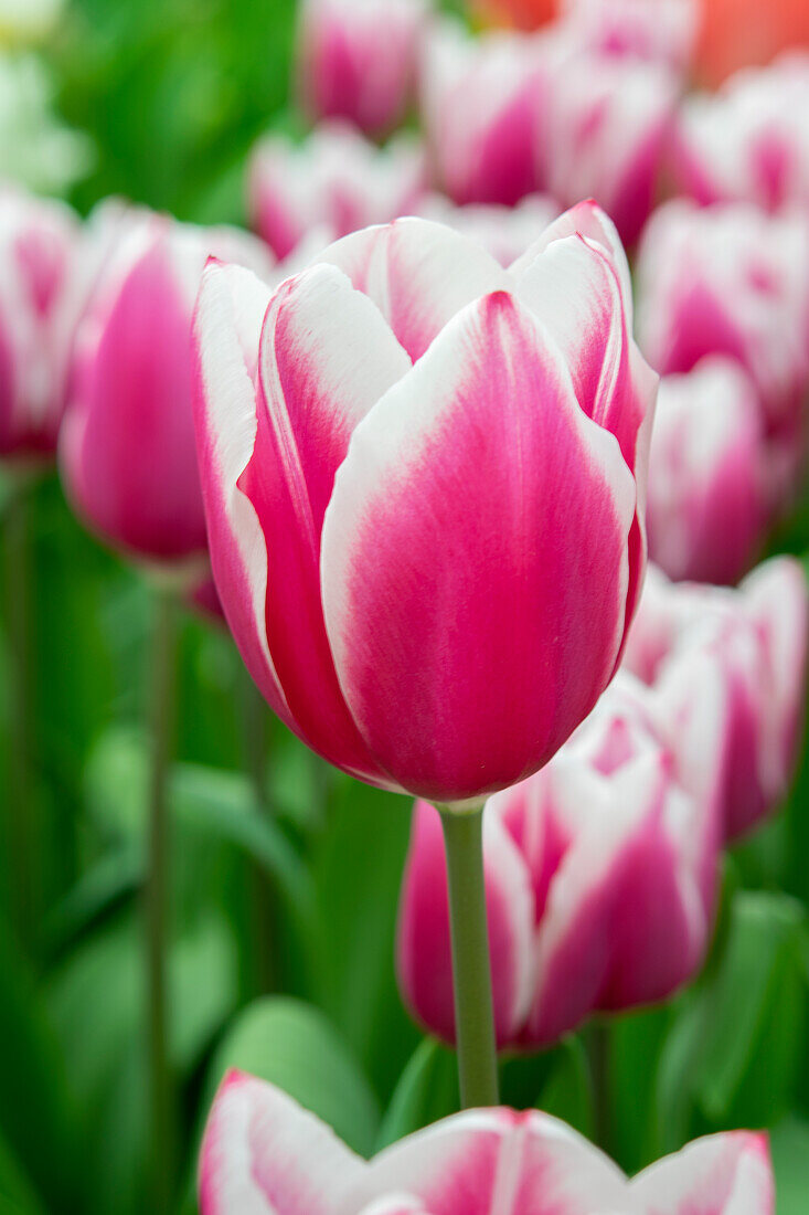 Tulpe (Tulipa) 'Kamaliya'