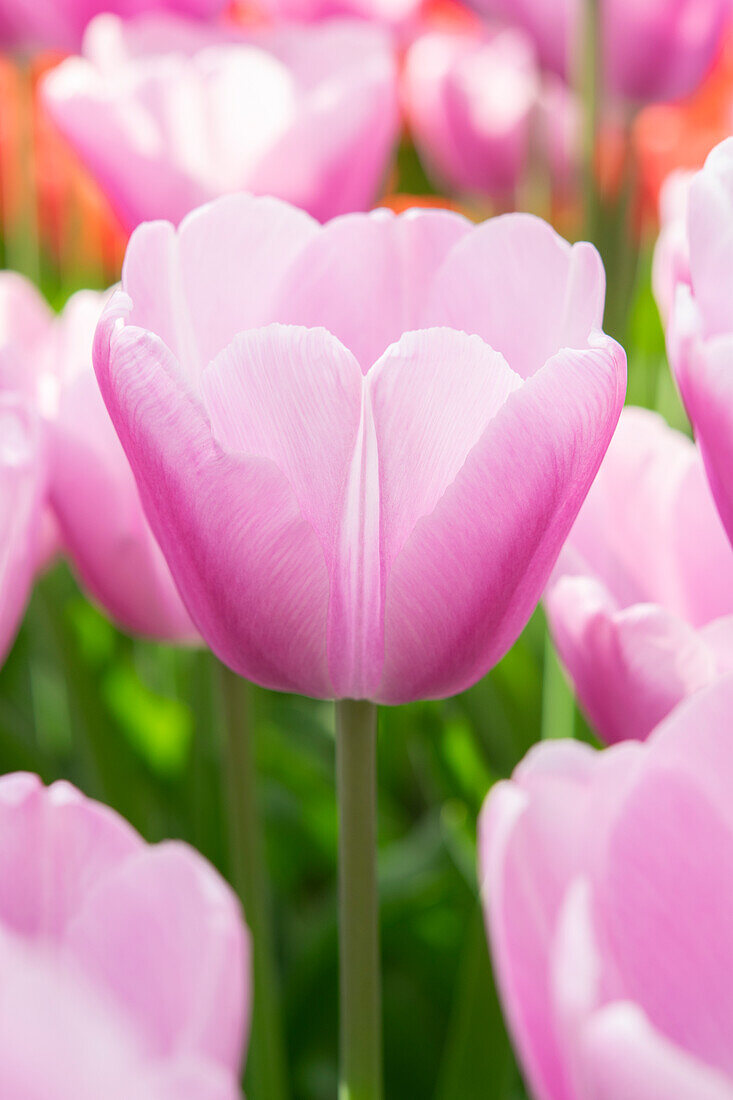 Tulipa Argos