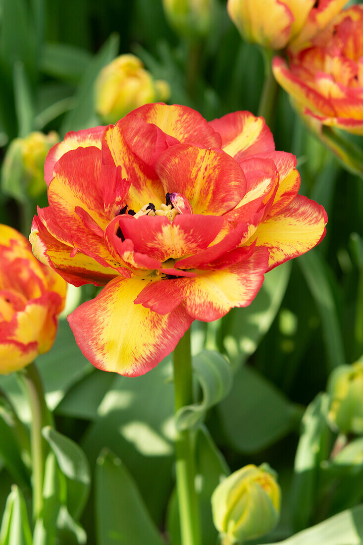 Tulpe (Tulipa) 'Sundowner'