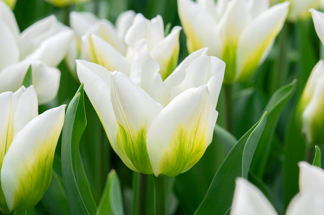 Tulipa Christmas Viriwhite