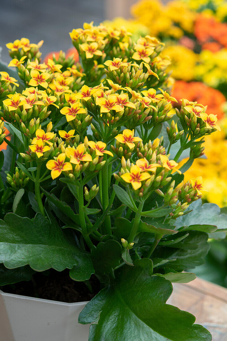 Flammendes Käthchen (Kalanchoe) 'Tiger'