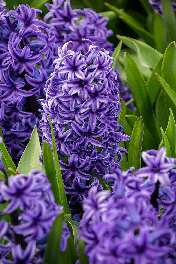 Hyacinthus Blue Trophy