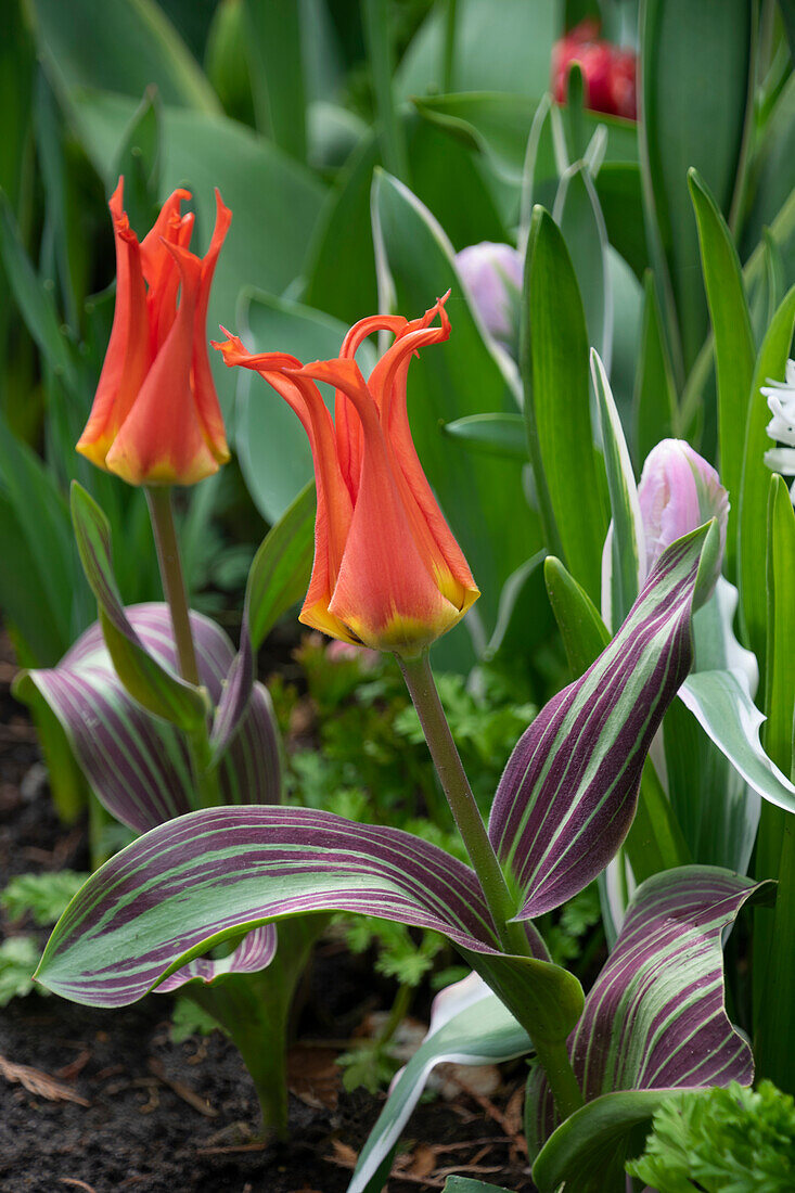 Tulipa Rigas Barikades