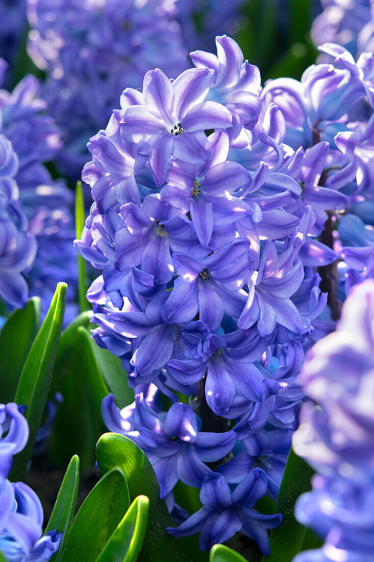 Hyacinthus Aqua