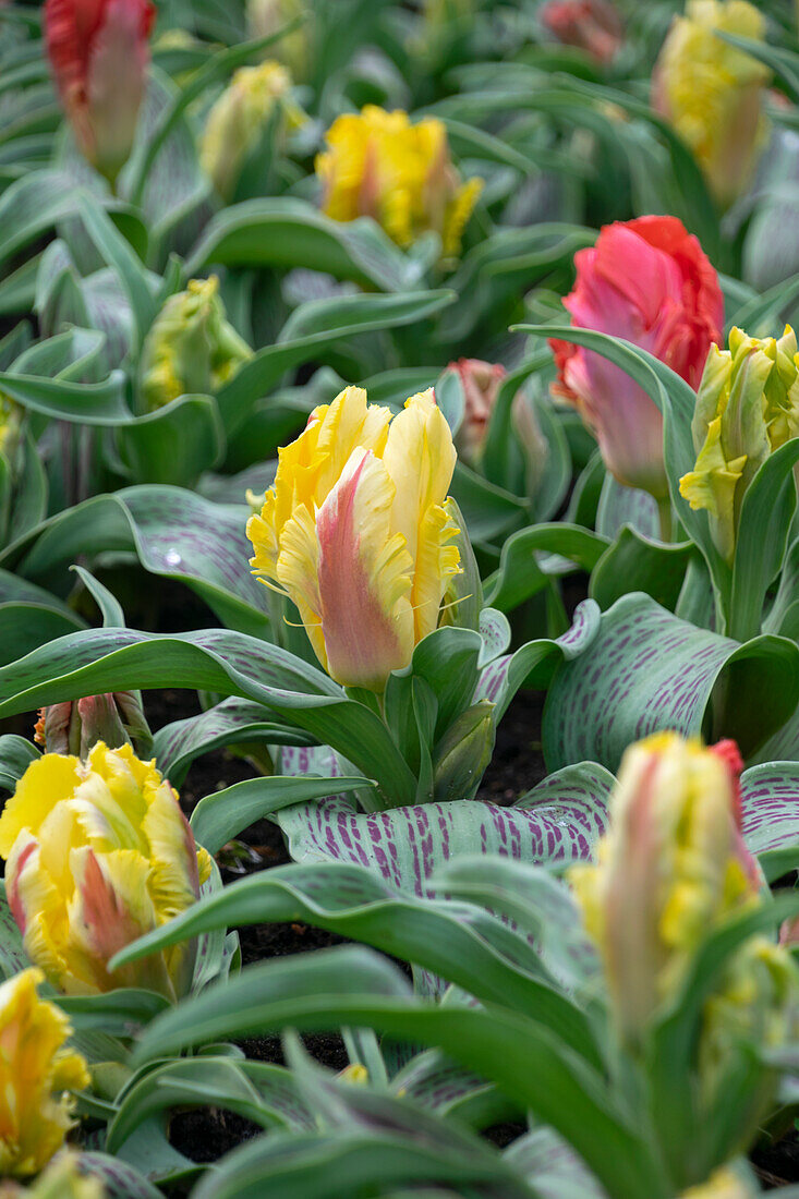 Tulipa Zampa Parrot