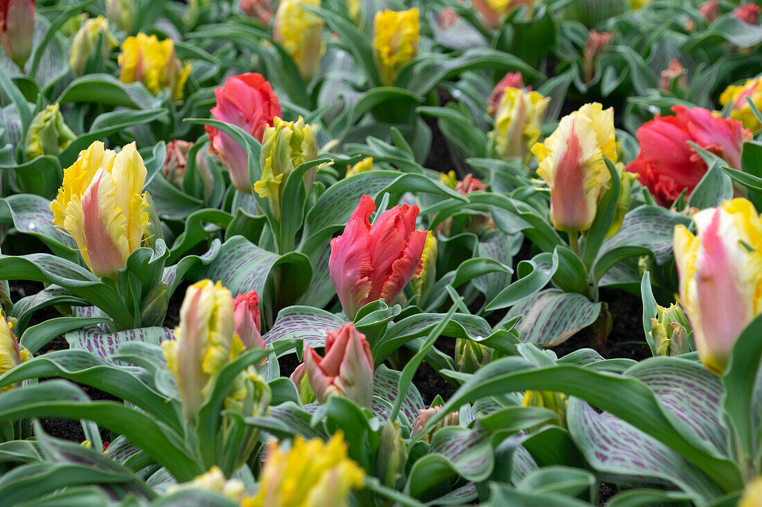 Tulipa Zampa Parrot