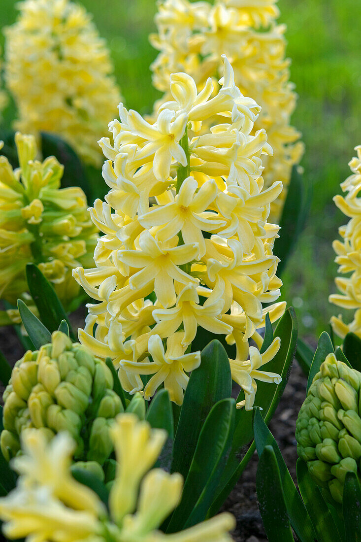 Hyacinthus Yellowstone