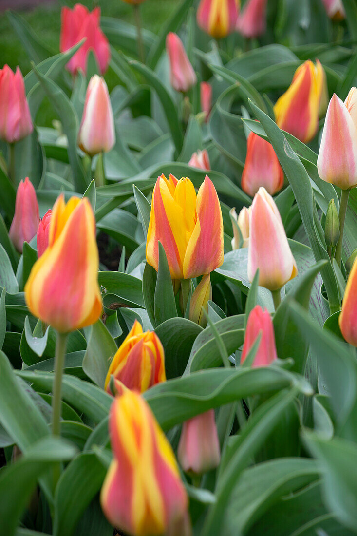 Tulipa Fun Colours mix