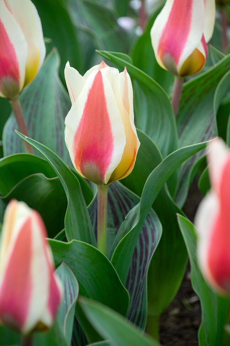Tulipa Mary Ann
