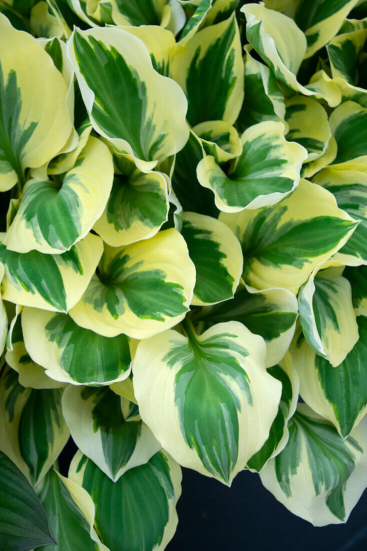 Hosta Diamonds are Forever