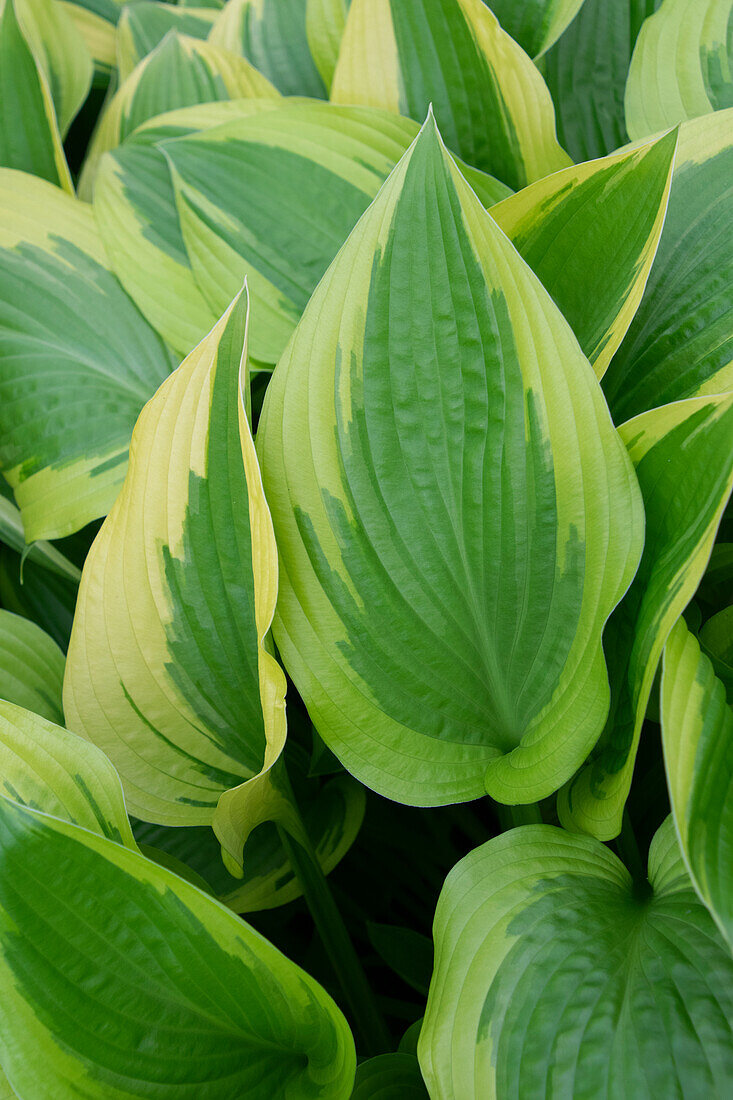 Hosta Percy