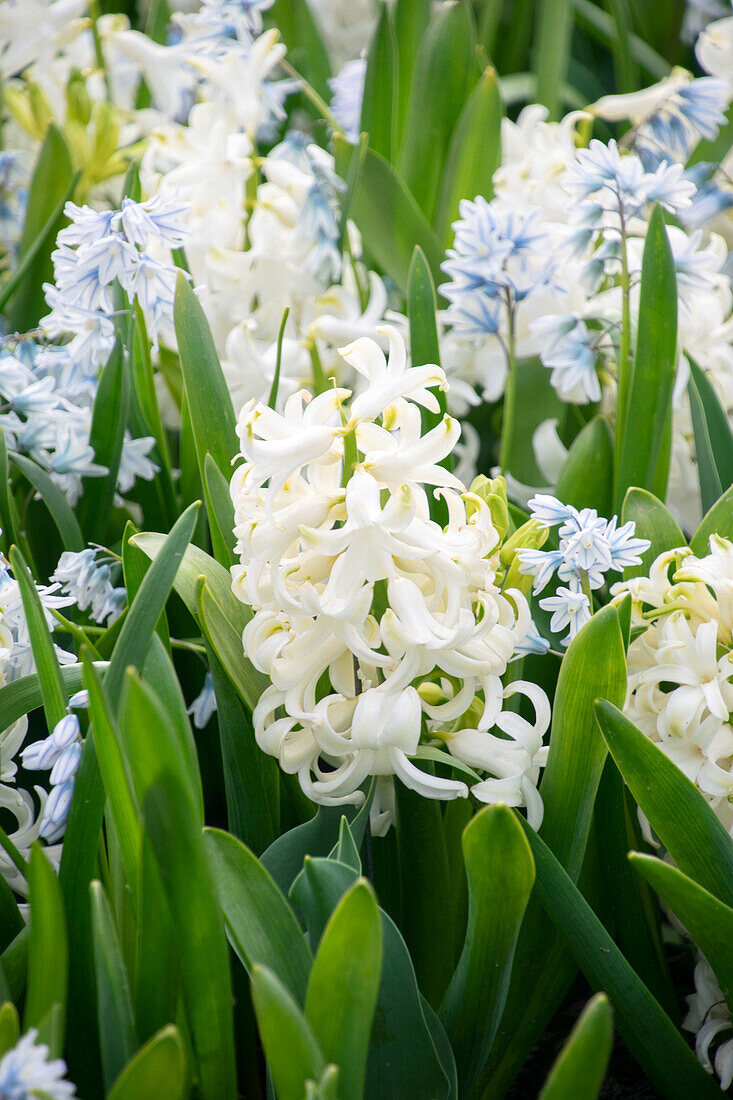 Hyacinthus White Pearl,Puschkinia scilloides var. libanotica