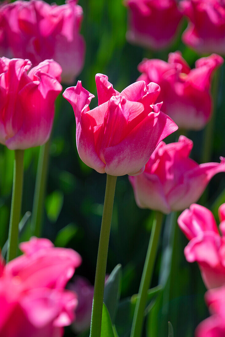 Tulipa Crown of Dynasty