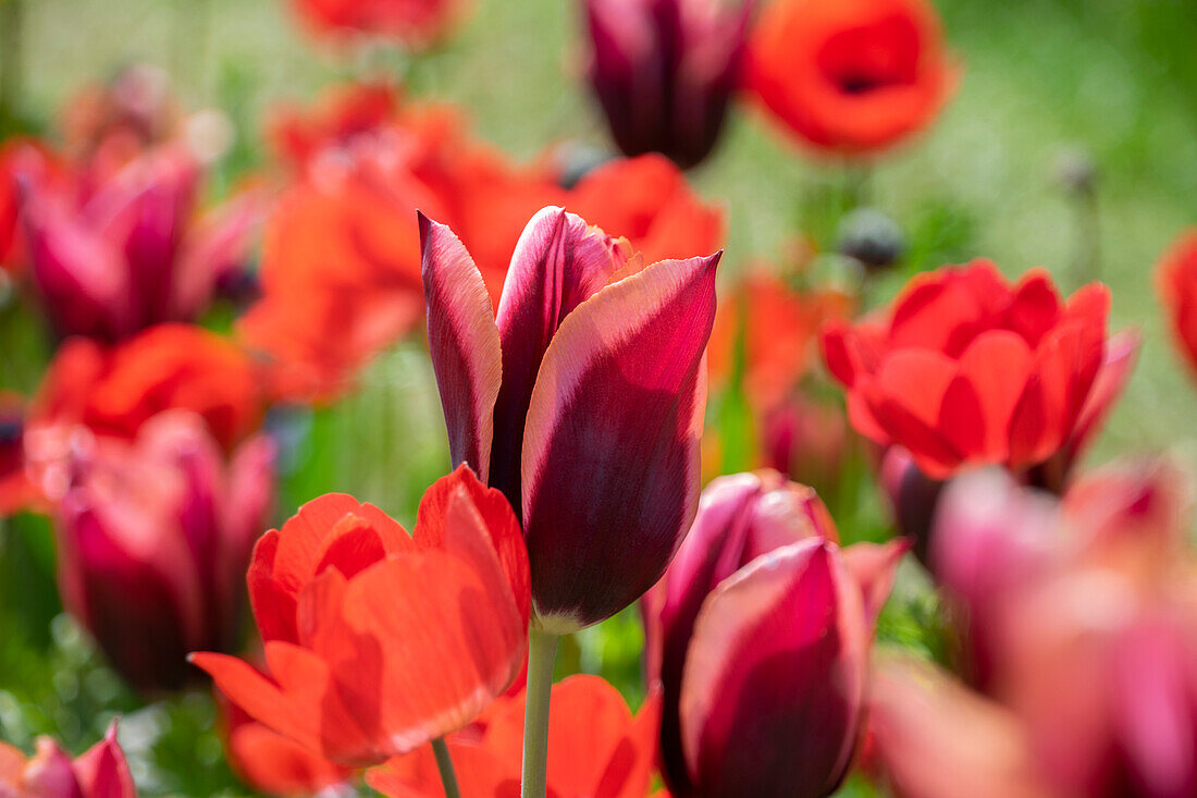 Tulpe (Tulipa) 'Muvota'