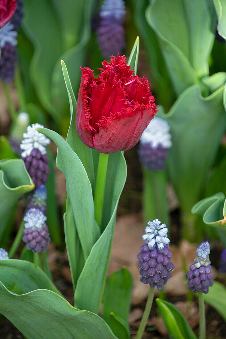 Muscari Grape Ice,Tulipa Philly Belle