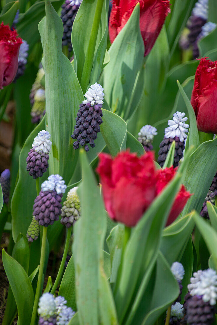 Muscari Grape Ice,Tulipa Philly Belle