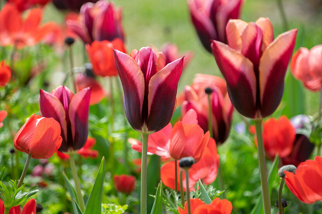 Tulipa Muvota