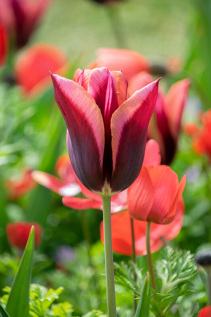 Tulipa Muvota