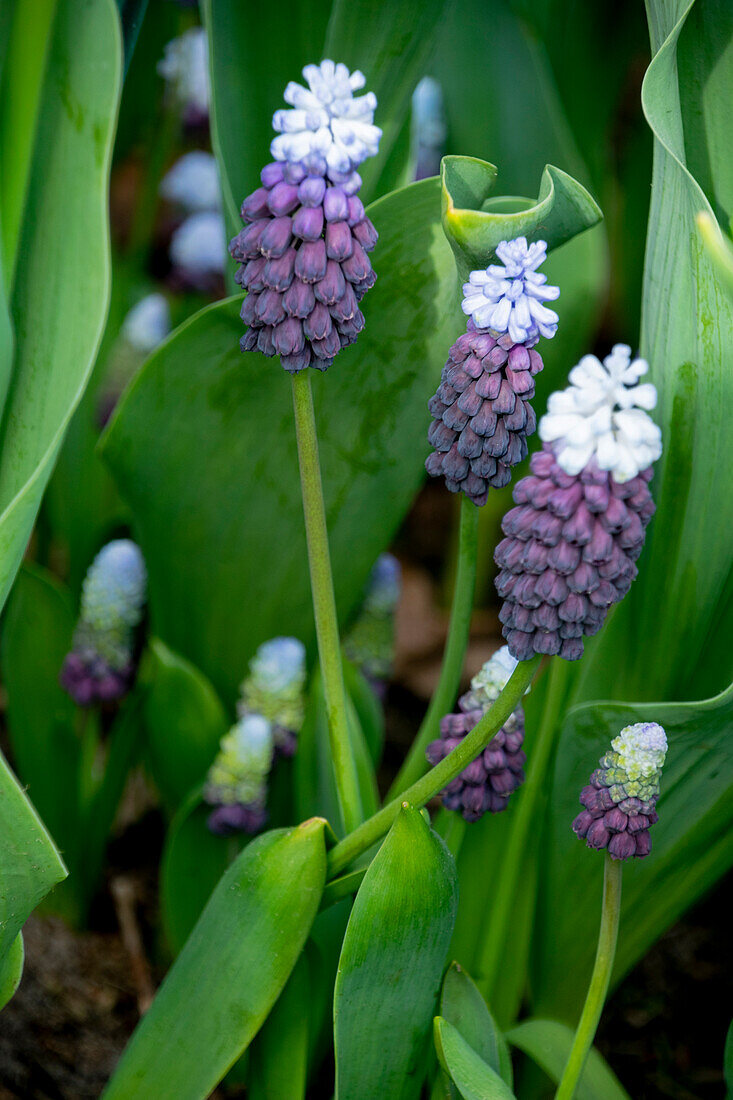 Traubenhyazinthe (Muscari) 'Grape Ice'