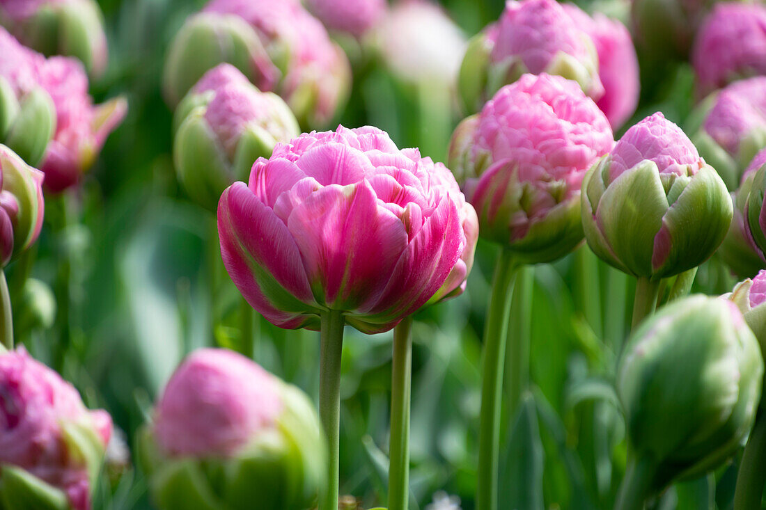 Tulipa Strawberry Cream