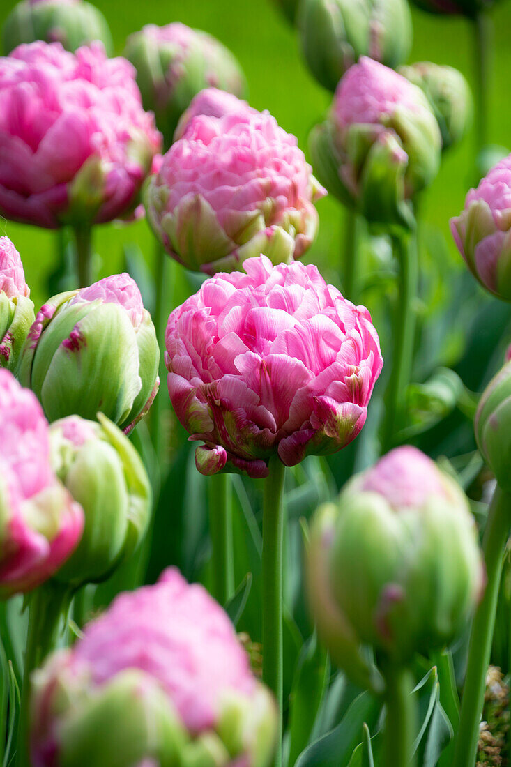 Tulpe (Tulipa) 'Strawberry Cream'