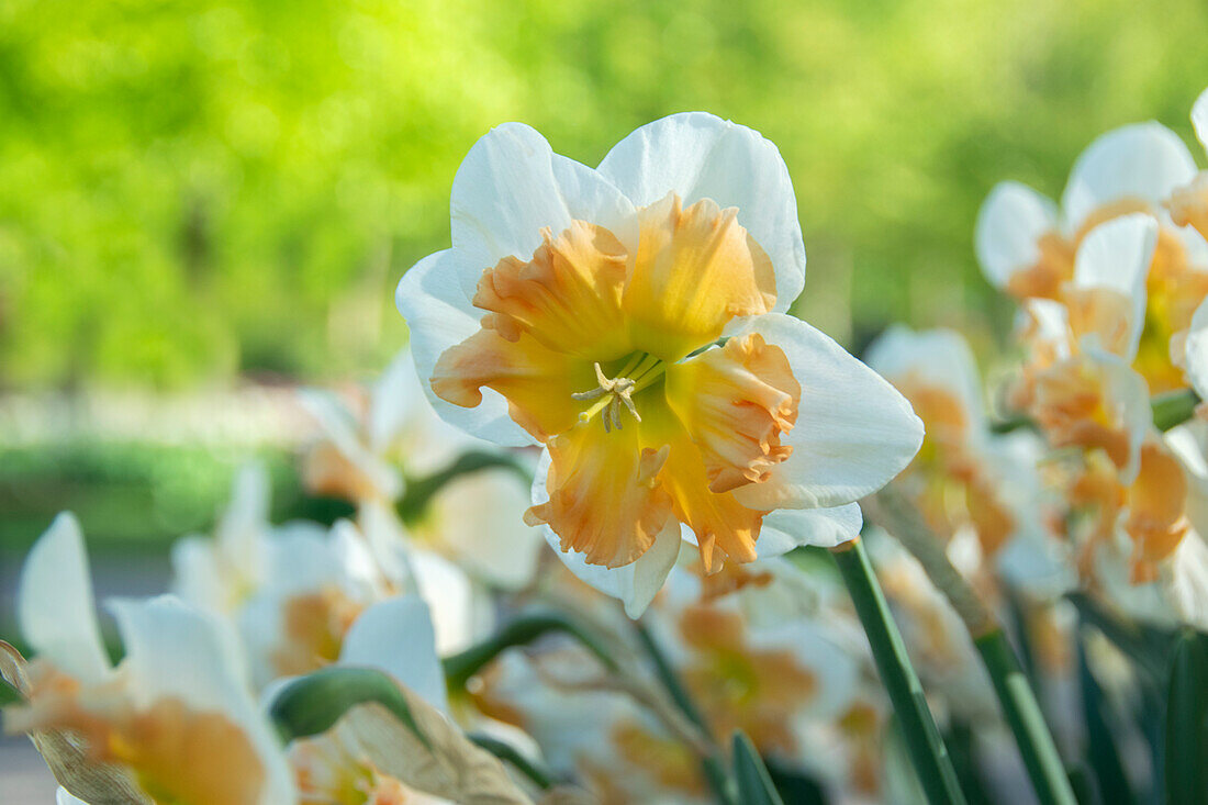 Narzisse (Narcissus) 'Drama Queen'