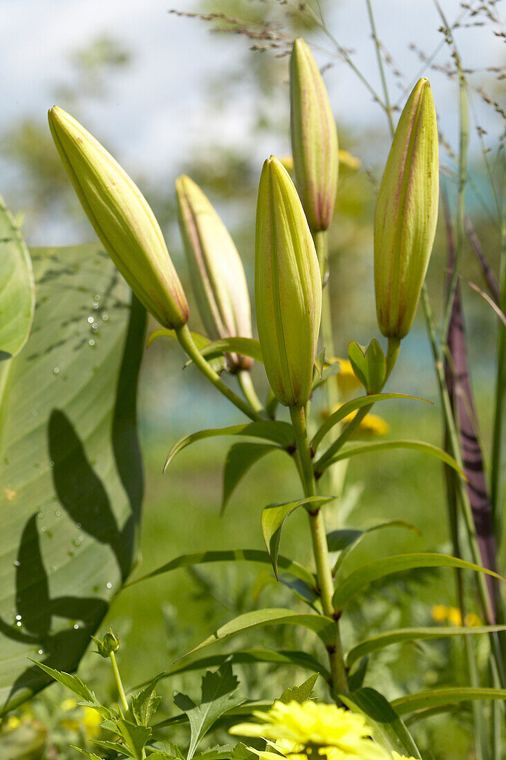 Lilie (Lilium)