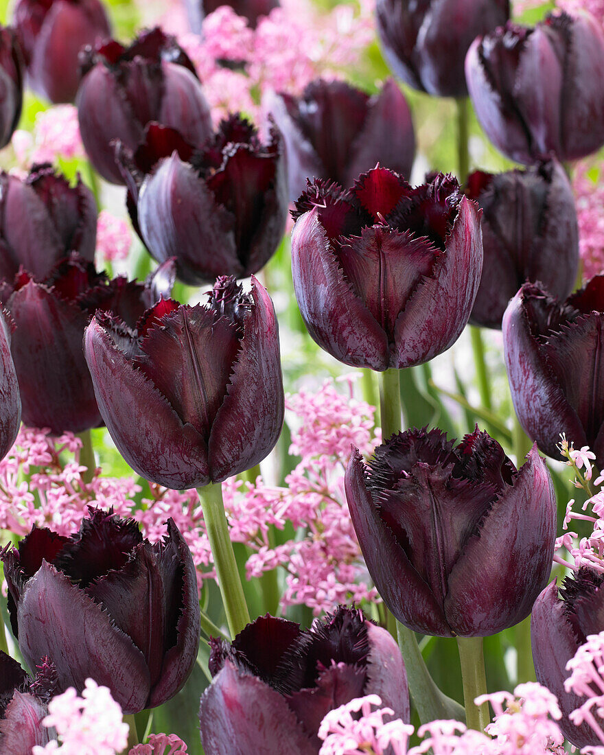 Tulipa Fringed Black