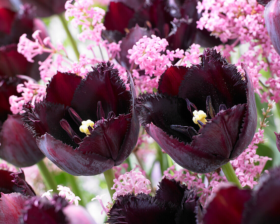 Tulipa Fringed Black