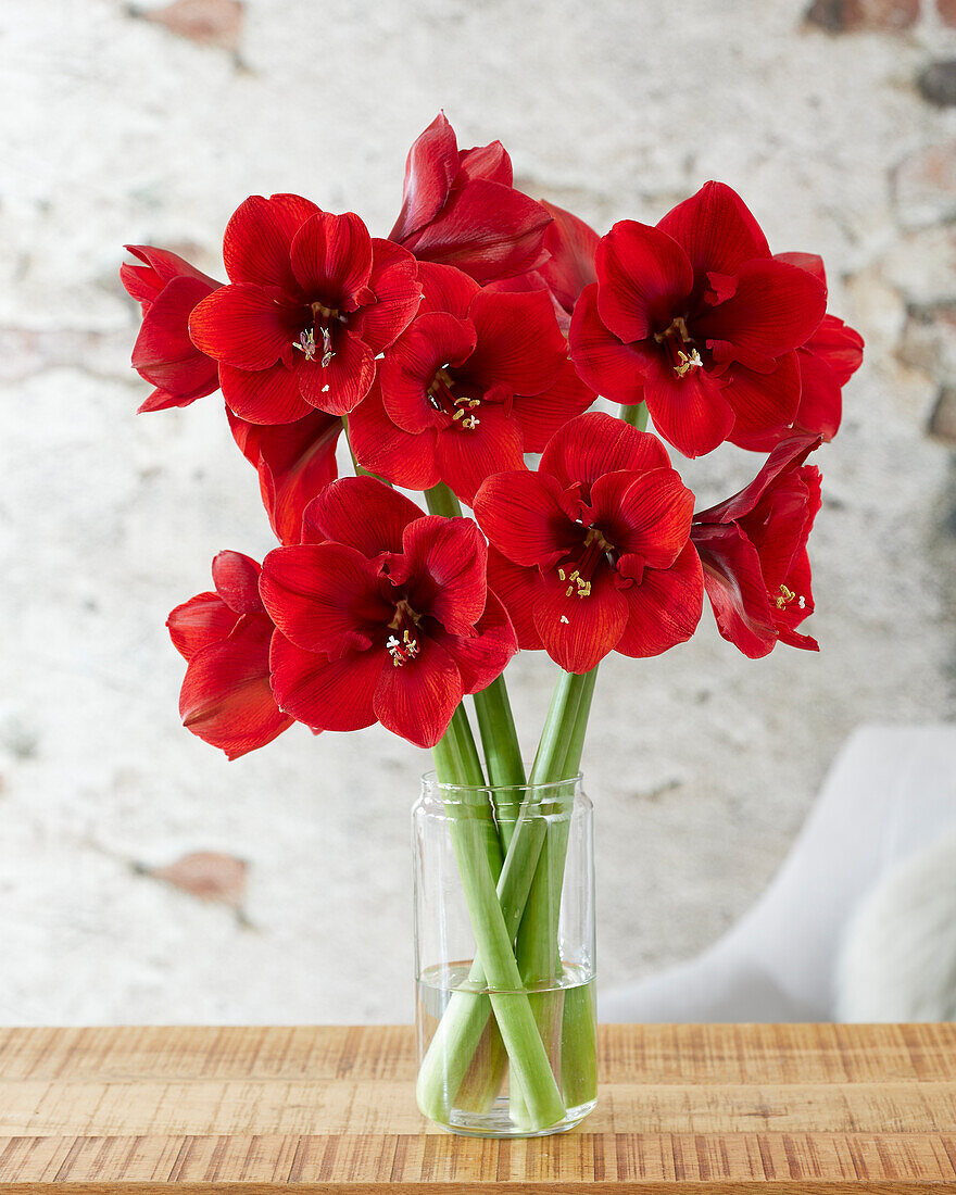 Hippeastrum Lion King