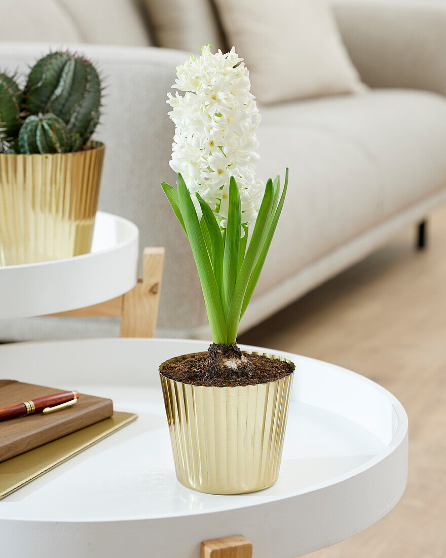 Hyacinthus White Pearl