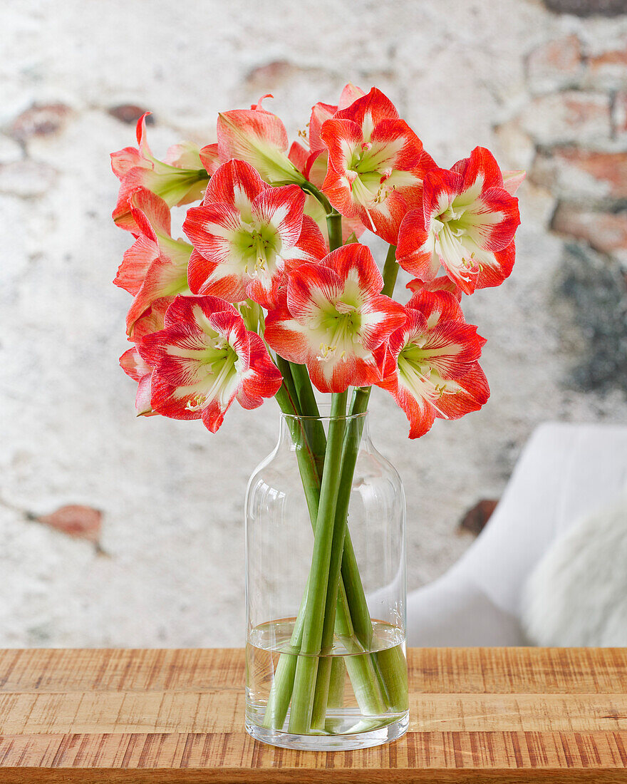 Hippeastrum Minerva