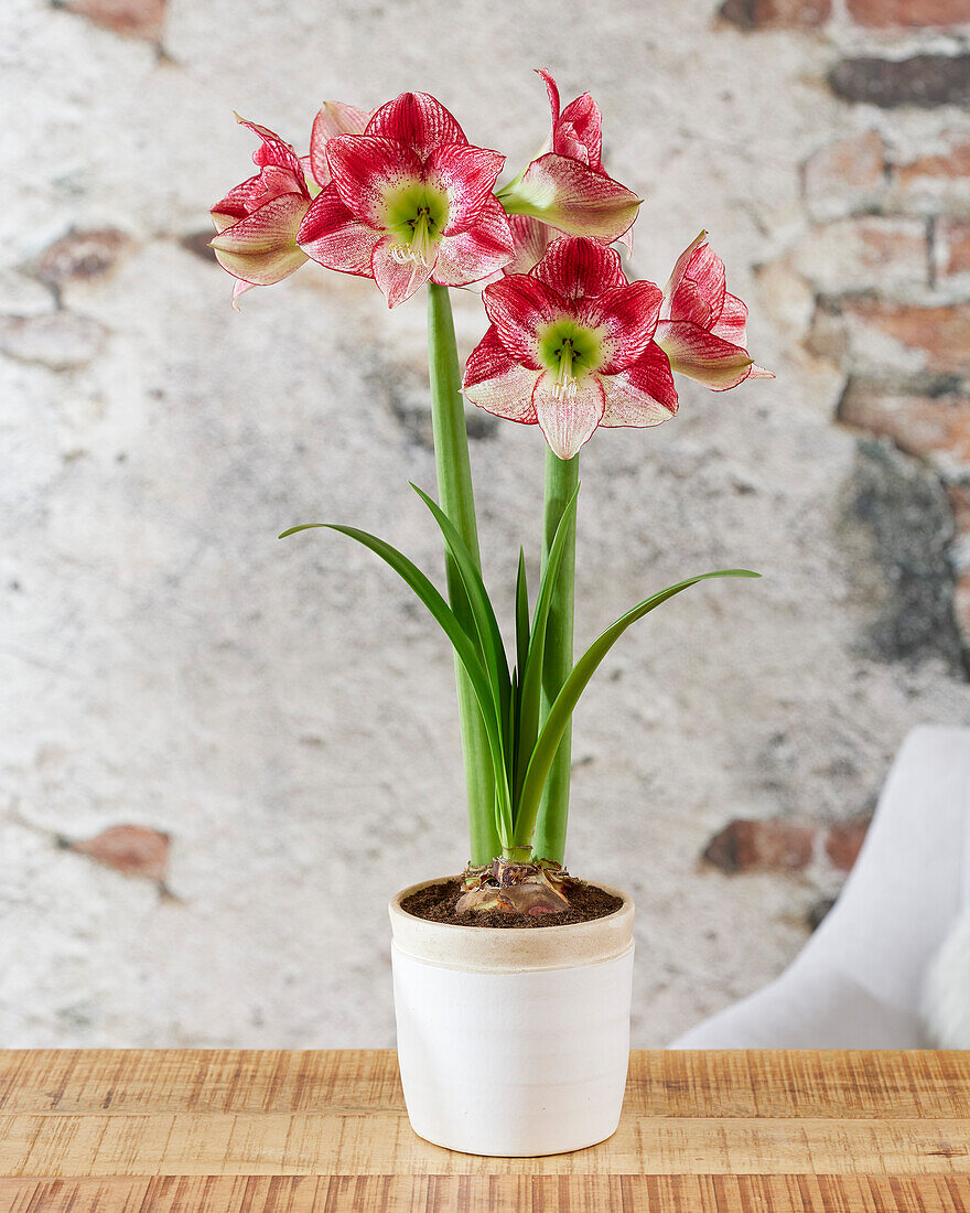 Hippeastrum Flamenco Queen