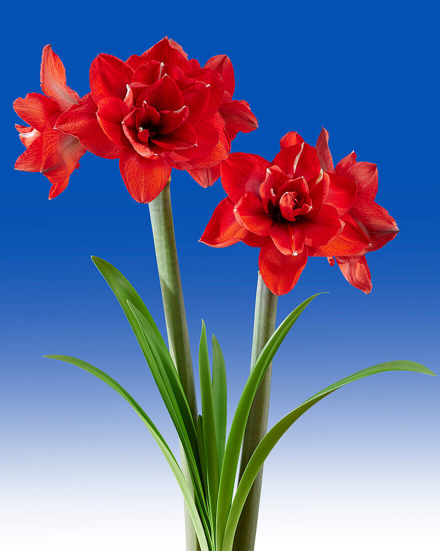 Hippeastrum Double King