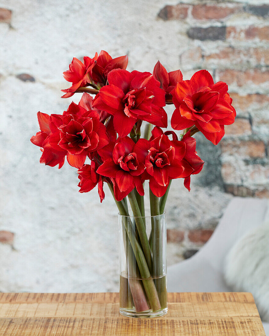 Hippeastrum Double King