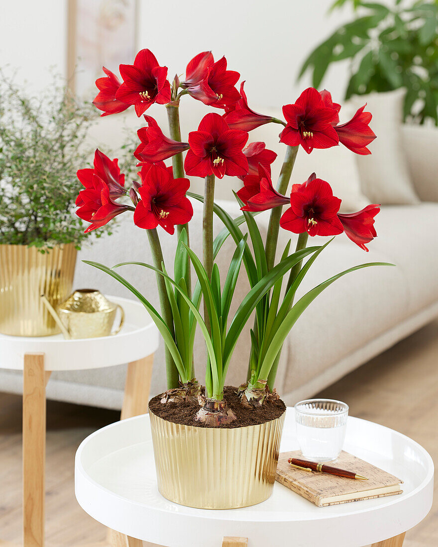 Hippeastrum Rapido