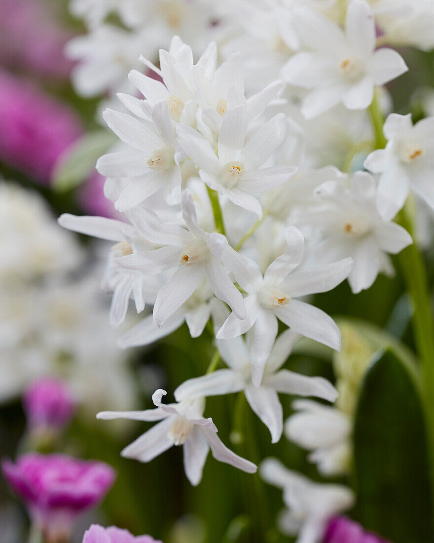 Puschkinia scilloides var. libanotica Alba