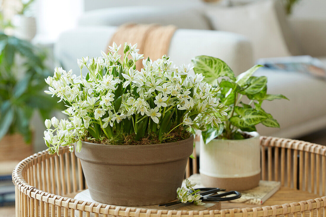 Ornithogalum oligophyllum