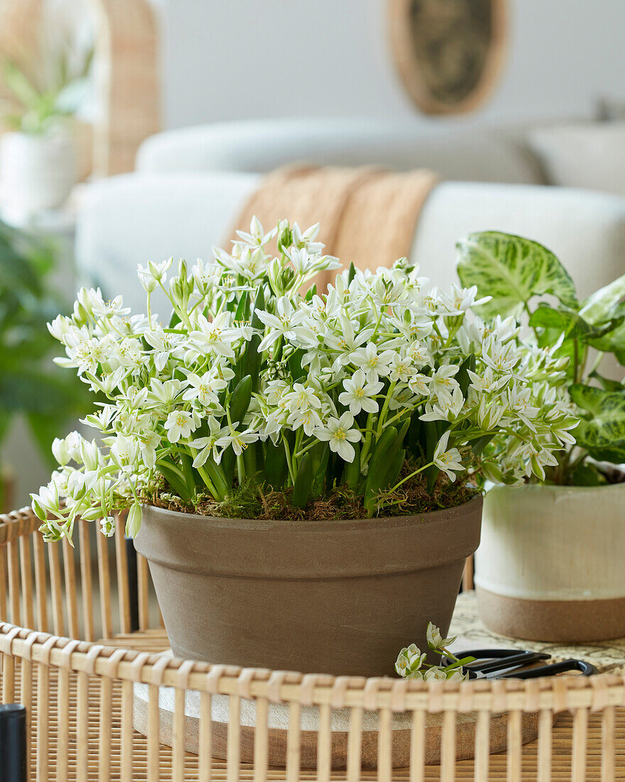 Ornithogalum oligophyllum