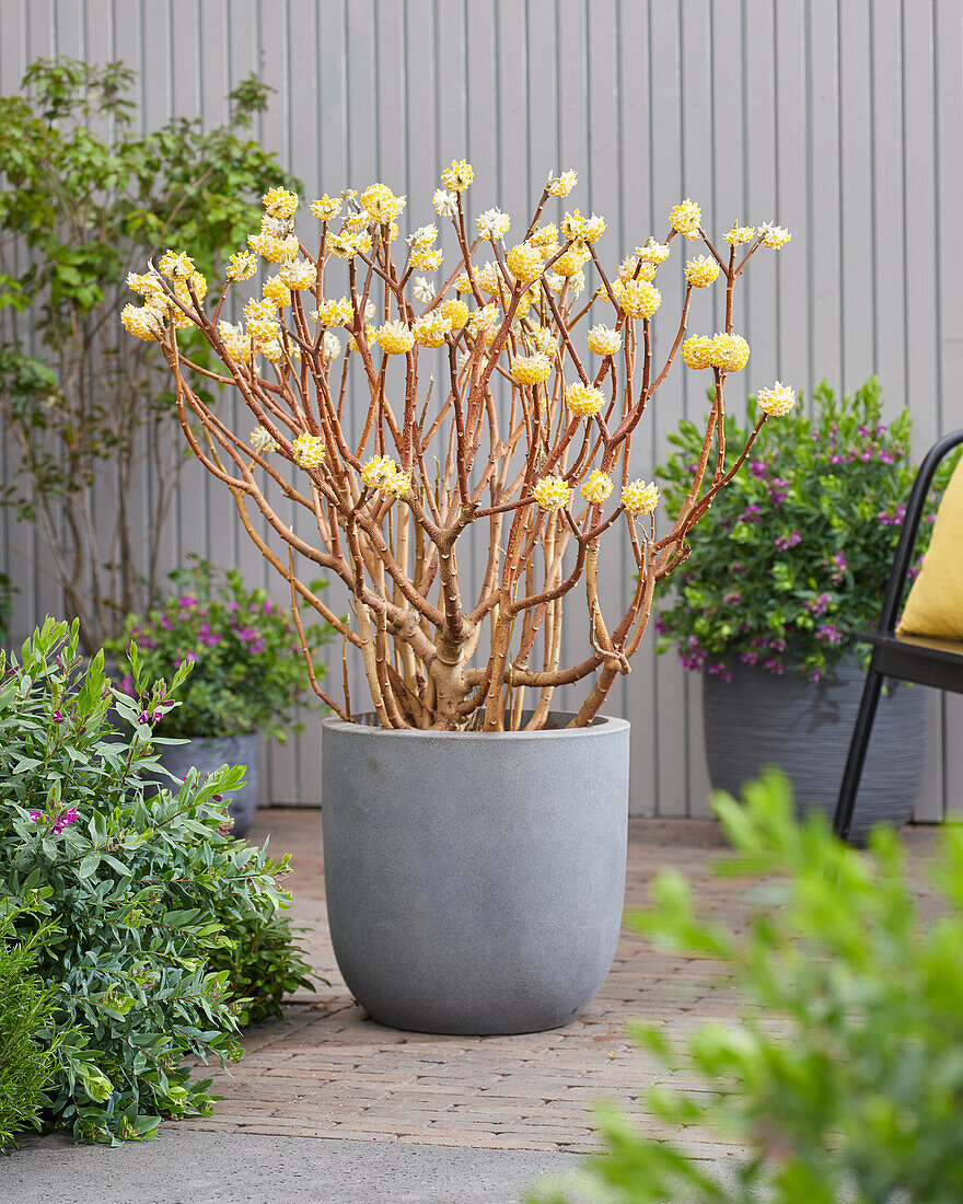 Edgeworthia chrysantha Grandiflora