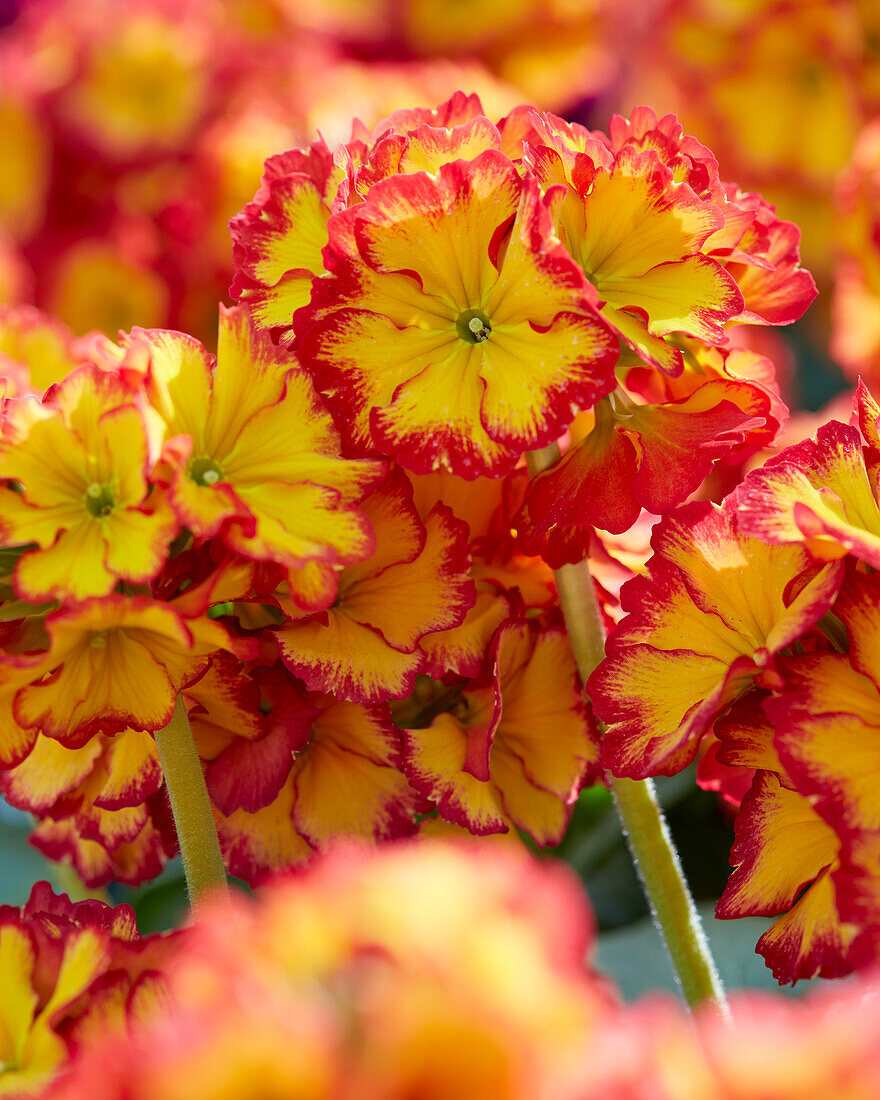 Primula elatior Sibel Scarlet Yellow