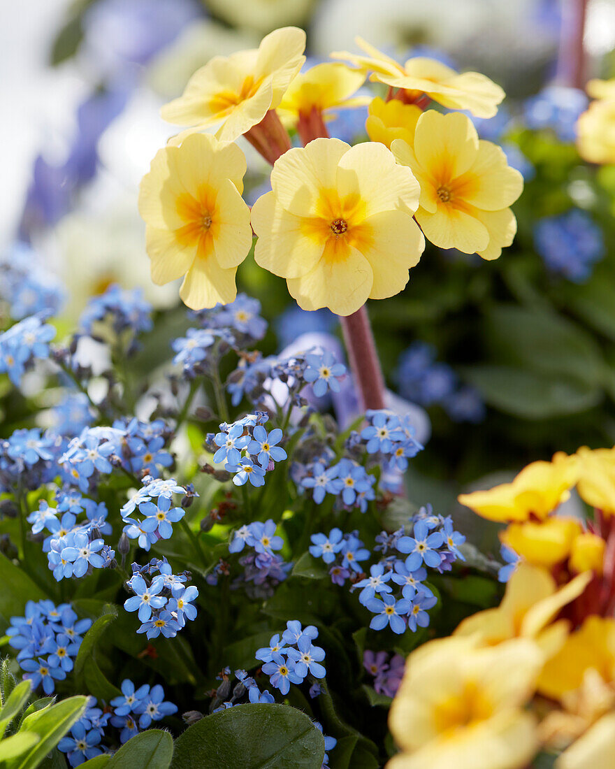 Primula elatior Gold Nugget Apricot,Myosotis